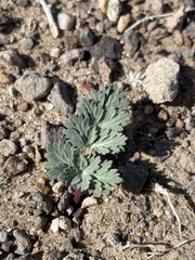 Cymopterus globosus