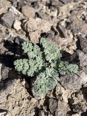 Cymopterus globosus