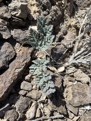 Cymopterus globosus