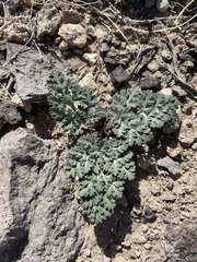 Cymopterus globosus