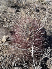 Sclerocactus polyancistrus