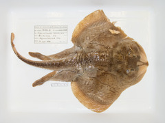 Leucoraja ocellata