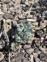 Cymopterus globosus