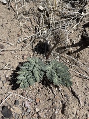 Cymopterus globosus