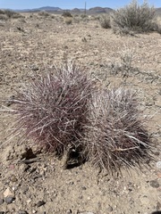 Sclerocactus polyancistrus