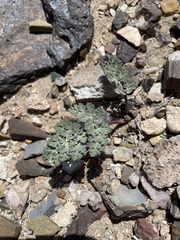 Cymopterus globosus