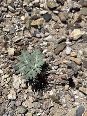 Cymopterus globosus