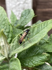 Ichneumon stramentor