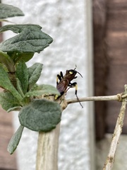Ichneumon stramentor