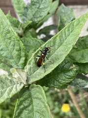 Ichneumon stramentor
