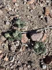 Cymopterus ripleyi