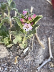 Penstemon arenarius