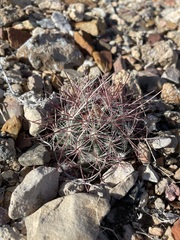 Sclerocactus polyancistrus