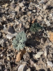 Cymopterus globosus