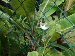 Trichosanthes cucumerina