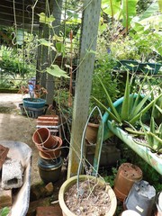 Trichosanthes cucumerina