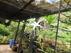 Trichosanthes cucumerina