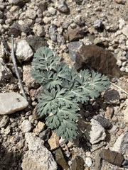 Cymopterus globosus