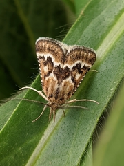 Synaphe diffidalis