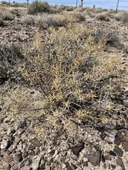 Hecastocleis shockleyi