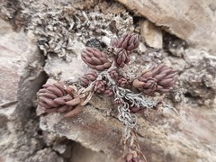 Petrosedum subulatum