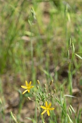 Bloomeria crocea