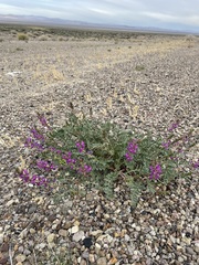 Astragalus lentiginosus