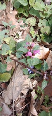 Lamium maculatum