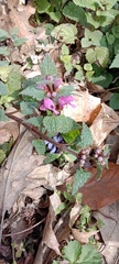 Lamium maculatum
