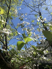 Cornus florida