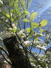Cornus florida