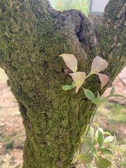 Cornus florida