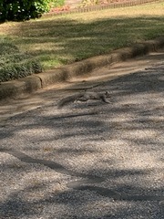 Sciurus carolinensis