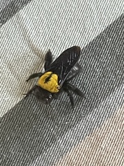 Xylocopa pubescens
