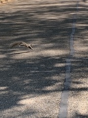 Sciurus carolinensis