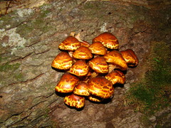 Pholiota glutinosa