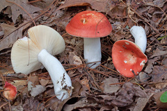 Russula decipiens