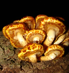 Pholiota glutinosa