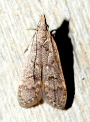 Dichomeris inversella