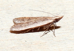 Dichomeris inversella