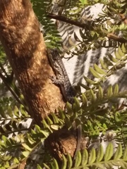 Liolaemus tenuis