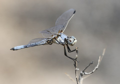 Libellula composita