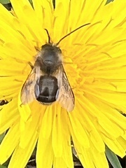 Osmia
