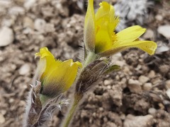 Pulsatilla albana