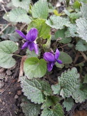 Viola odorata