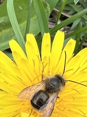 Osmia