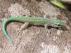 Phelsuma abbotti chekei