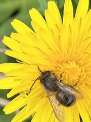 Osmia