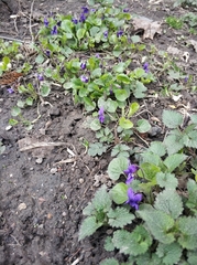 Viola odorata