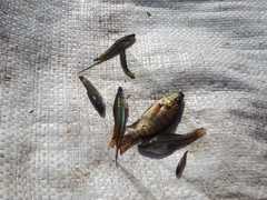 Xiphophorus hellerii